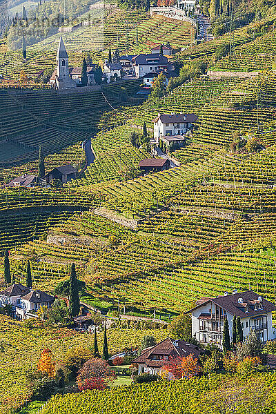 Weinberge bei Bozen  Trentino-Südtirol  Südtirol  Italien