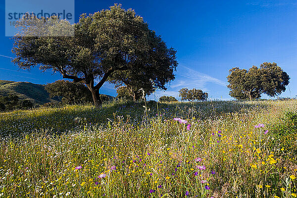 Landschaft mit Bäumen und Wildblumen in der Nähe von Guadalupe  Extremadura  Spanien.