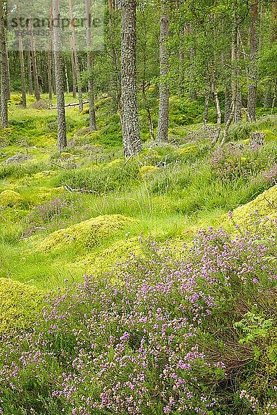 Caledonian pine forest  Carrbridge  Scotland