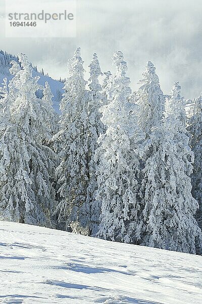 Verschneiter Fichtenwald  Schweiz  Europa