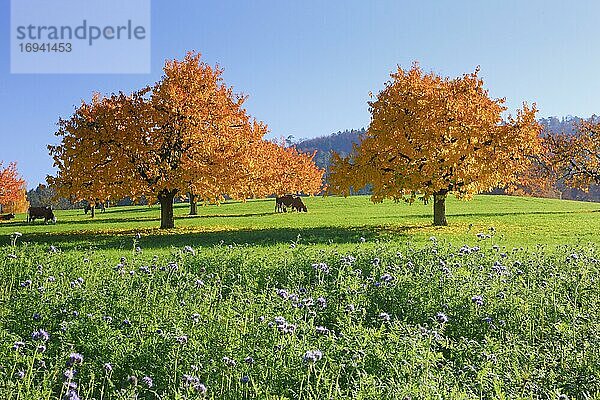 Kirschbäume im Herbst (Prunus avium)  Schweiz  Europa