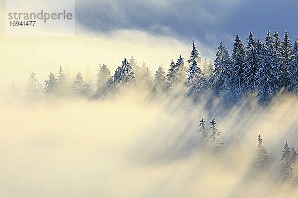 Verschneiter Tannenwald  Gurnigel  Schweiz  Europa