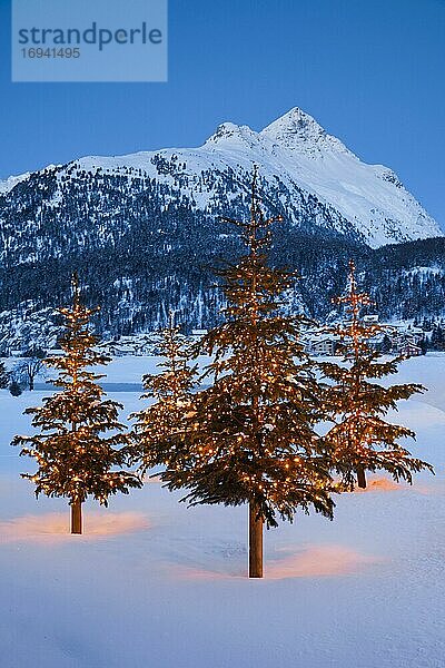 Weihnachtsbäume bei Silvaplana  Piz Polaschin im Hintergund  Schweiz  Europa