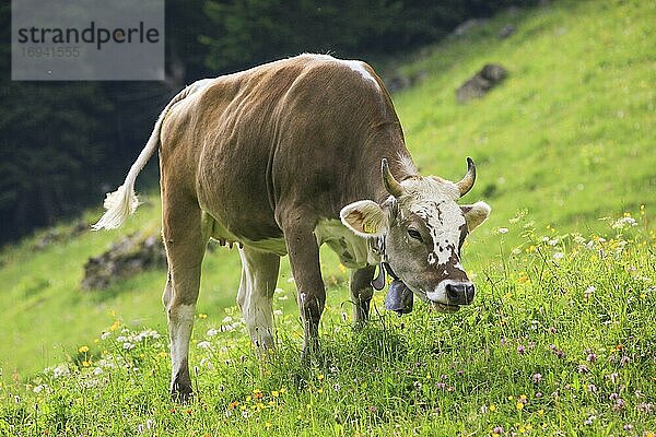 Schweizer Kuh auf Alp  Schweiz  Europa
