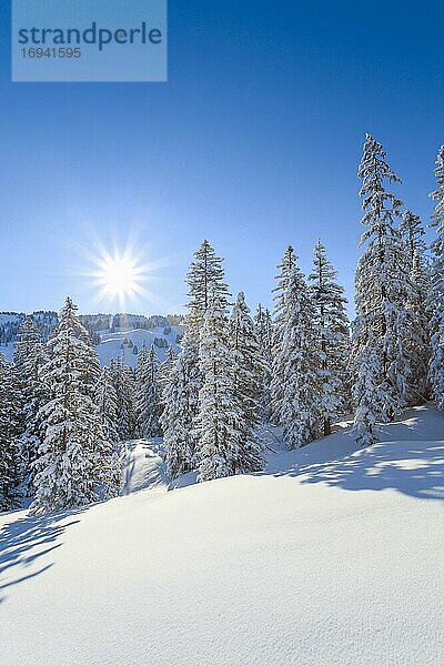 Verschneiter Tannenwald  Schweiz  Europa