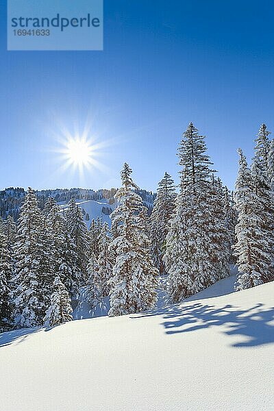 Verschneiter Tannenwald  Schweiz  Europa