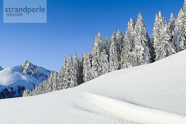 Verschneiter Tannenwald  Gurnigel  Schweiz  Europa