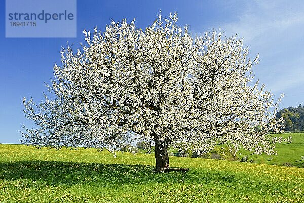 Kirschbaum im Frühling (Prunus avium)  Basel-Landschaft  Schweiz  Europa