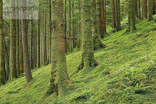 Fichtenwald  Schottland  Großbritannien  Europa