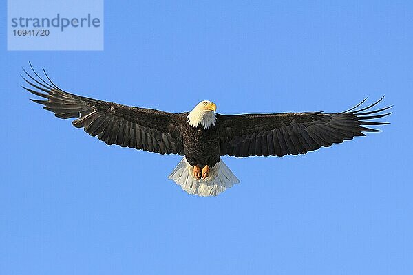 Weißkopfseeadler (Haliaeetus leucocephalus)  Bald Eagle  Homer  Kenai Halbinsel  Alaska  USA  Nordamerika