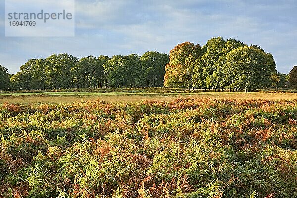 Richmond Park  London  England  Großbritannien  Europa