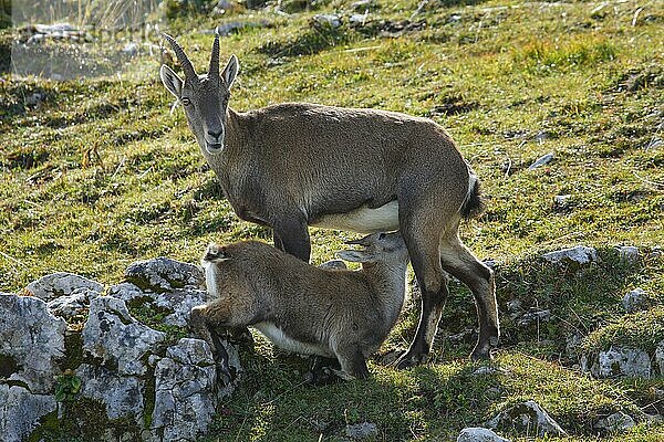 Steingeiss (Capra ibex) (Ibex)  Schweiz  Europa