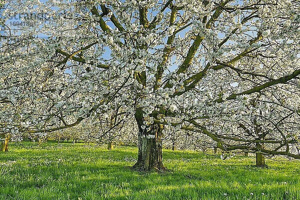 Kirschbaum im Frühling (Prunus avium)  Schweiz  Europa
