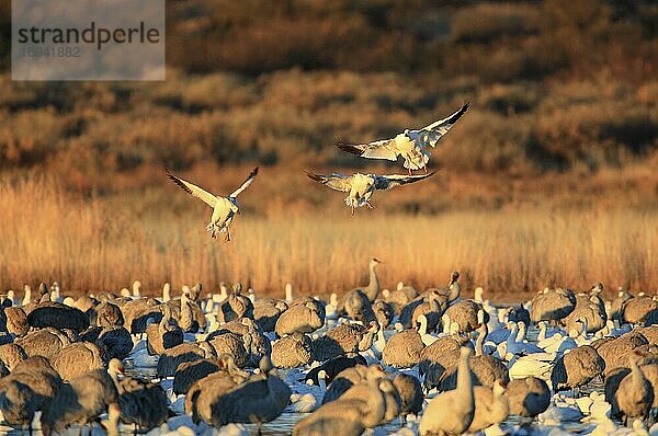 Snow goose  Schneegans (Anser caerulescens)  Sandhill crane (Grus canadensis)  Kanadakranich  USA  Nordamerika
