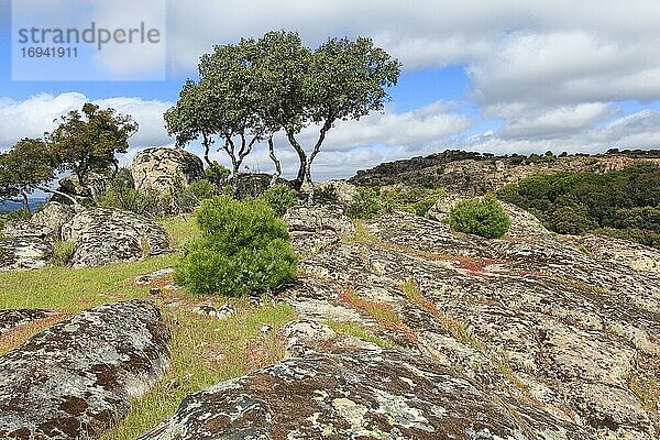 Typical landscape in Sierra de Andújar National Park  Spain