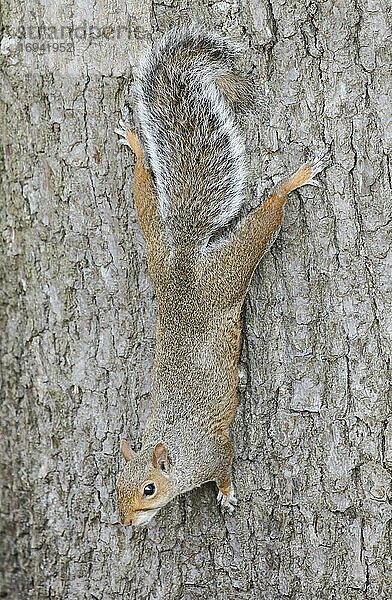 Grauhörnchen (Sciurus carolinensis)  Grey Squirrel  England  Großbritannien  Europa