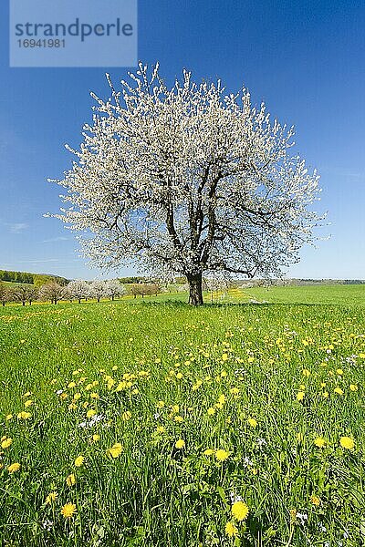 Kirschbaum im Frühling (Prunus avium)  Basel-Landschaft  Schweiz  Europa