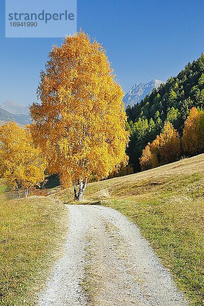 Feldweg im Unterengadin  Schweiz  Europa