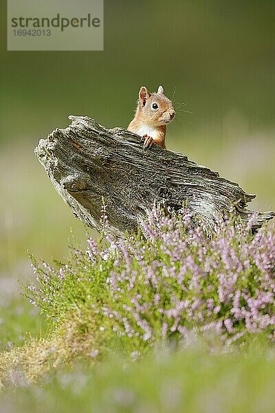 Eurasian Red Squirrel (Sciurus vulgaris)  Scotland