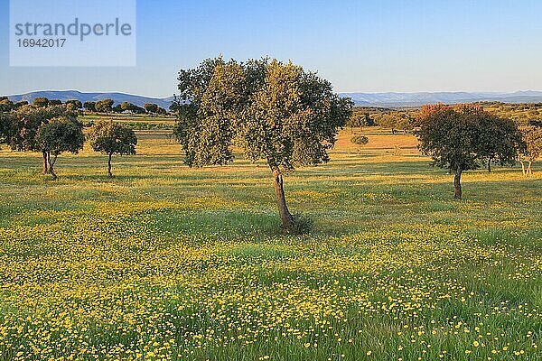 Landschaft im Nationalpark Sierra de Andújar  Andalusien  Spanien  Europa