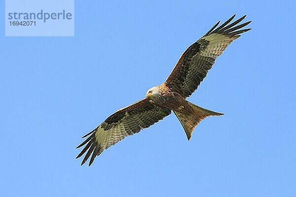 Rotmilan (Milvus milvus)  red kite  Zürcher Oberland  Schweiz  Europa