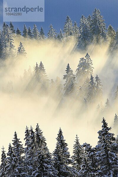 Verschneiter Tannenwald  Gurnigel  Schweiz  Europa