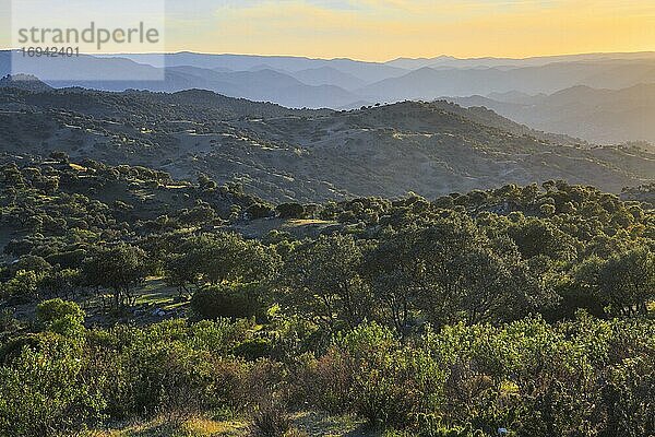 Typische Landschaft im Nationalpark Sierra de Andújar  Andalusien  Spanien  Europa