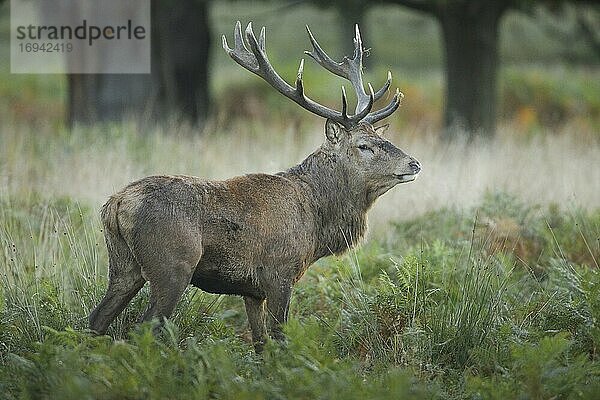 Rothirsch (Cervus elaphus)