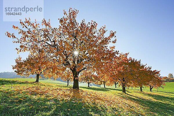 Kirschbäume im Herbst (Prunus avium)  Basel-Landschaft  Schweiz  Europa