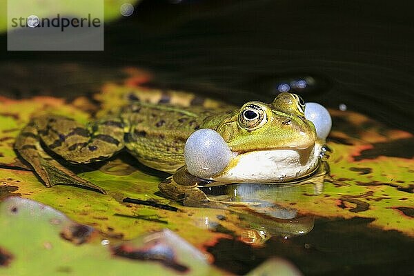 Teich Frosch  Teichfrosch (Rana esculenta)  Common Pool Frog  Schweiz  Europa