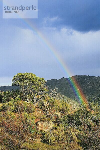 Typische Landschaft im Nationalpark Sierra de Andújar  Provinz Jaén  Andalusien  Spanien  Europa
