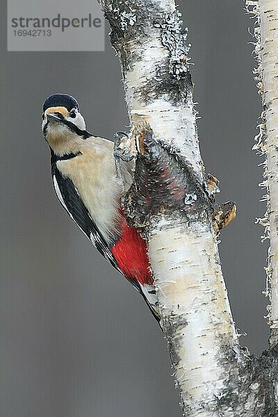 Buntspecht (Dendrocopos major)  great spotted woodpecker  Schottland  Großbritannien  Europa