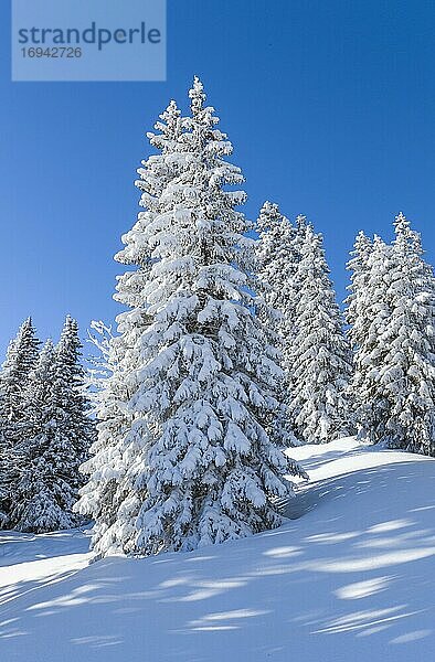 Verschneiter Tannenwald in den Schweizer Alpen