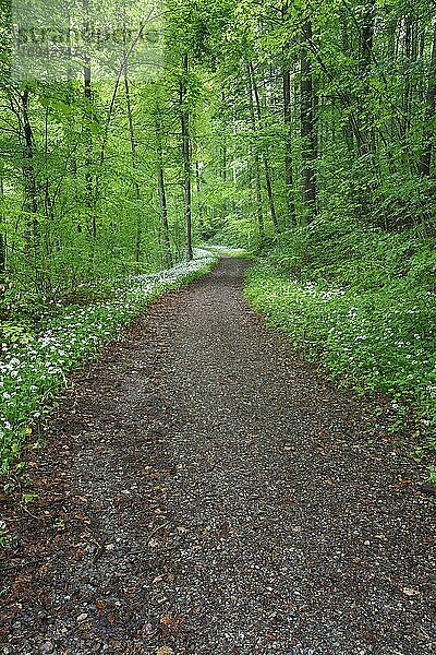 Waldweg mit blühendem Bärlauch  Schweiz  Europa