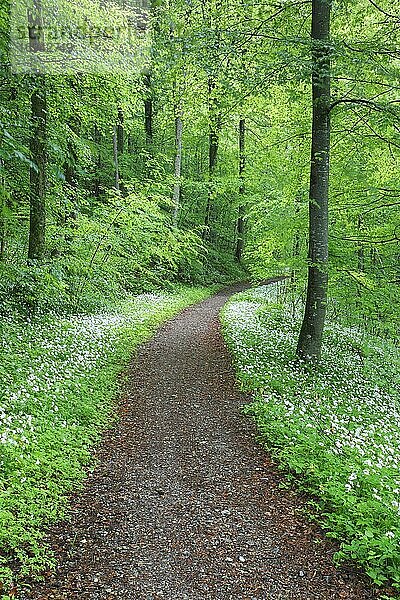 Waldweg mit blühendem Bärlauch  Schweiz  Europa
