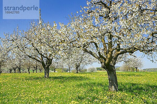 Kirschbäume im Frühling (Prunus avium)  Basel-Landschaft  Schweiz  Europa