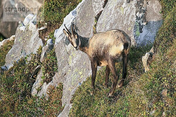 Gämse (Rupicapra rupicapra)  Gemse  Alpine Chamois  Weibchen  weibliches Steinwild am Niederhorn  Berner Oberland  Bern  Schweiz  Europa