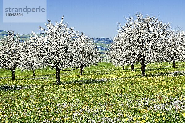 Seebodenalp  Kirschbäume im Frühling  Schwyz  Schweiz  Europa