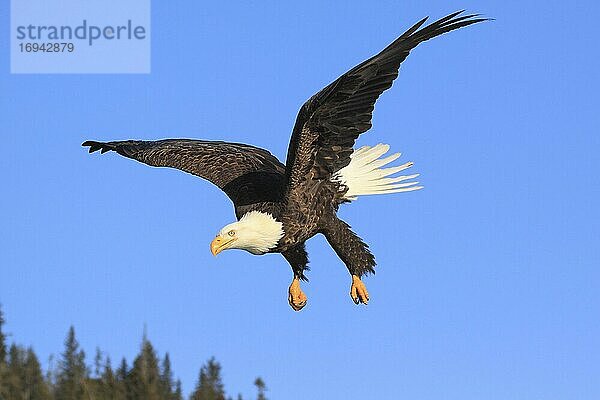 Bald Eagle  Weißkopfseeadler (Haliaeetus leucocephalus)  Homer  Kenai Peninsula  Alaska  USA  Nordamerika