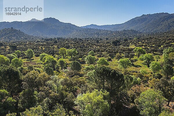 Typical landscape in National Park of Sierra de Andújar  Spain