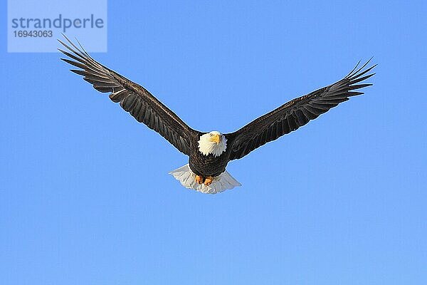 Bald Eagle  Weißkopfseeadler (Haliaeetus leucocephalus)  Homer  Kenai Peninsula  Alaska  USA  Nordamerika