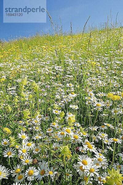 Flower meadow  Zürich Oberland  Switzerland