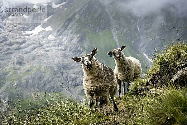 Lamm steht am Abhang  Berner Oberland  Schweiz  Europa