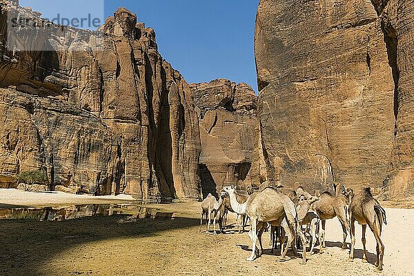 Kamelherde  Wasserstelle Guelta d'Archei  Ennedi-Hochebene  Tschad  Afrika