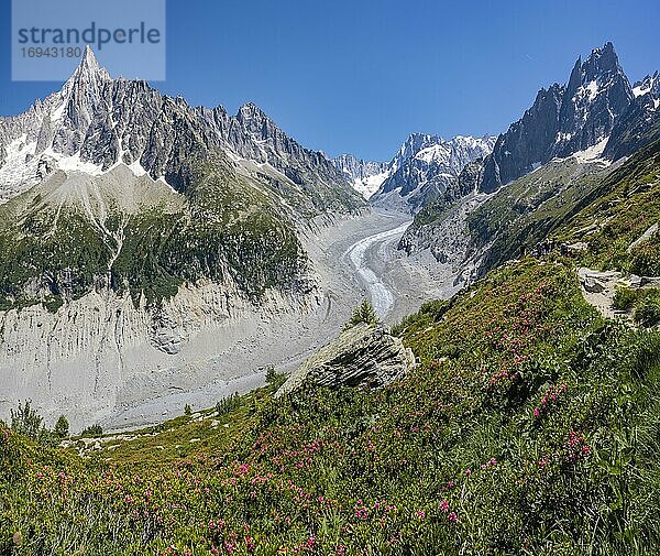 Rosafarbene Alpenrosen am Berghang  Gletscherzunge Mer de Glace  hinten Grandes Jorasses  Mont-Blanc-Massiv  Chamonix  Frankreich  Europa