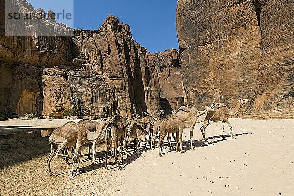 Kamelherde  Wasserstelle Guelta d'Archei  Felsenschlucht  Ennedi-Hochebene  Tschad  Afrika