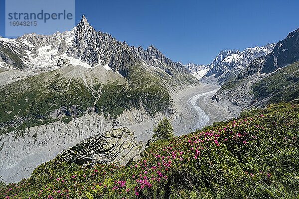 Rosafarbene Alpenrosen am Berghang  Gletscherzunge Mer de Glace  hinten Grandes Jorasses  Mont-Blanc-Massiv  Chamonix  Frankreich  Europa