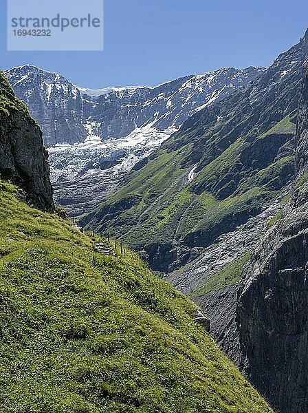 Wanderweg von Grindelwald zur Schreckhornhütte  Gletscher Grindelwald-Fieschergletscher und Gipfel des Walcherhorn  Berner Oberland  Schweiz  Europa