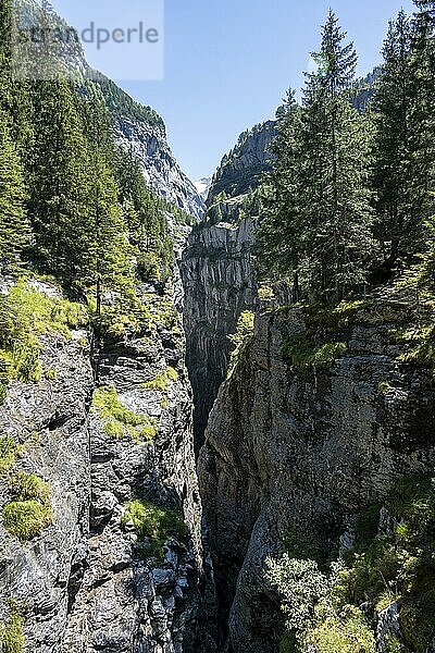 Schlucht  Weiße Lütschine  Gletscher Grindelwald-Fieschergletscher und Gipfel des Walcherhorn  Berner Oberland  Schweiz  Europa