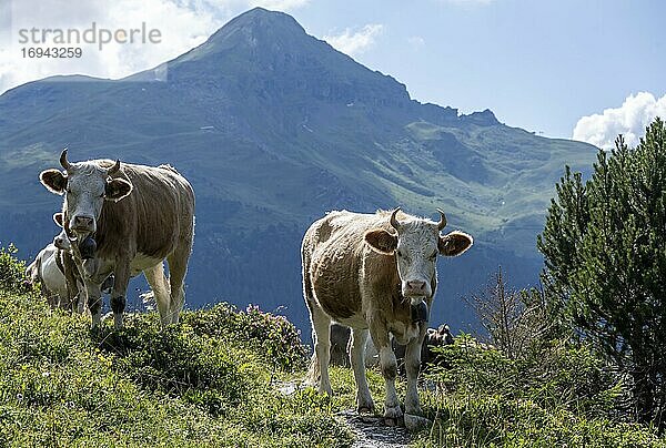 Zwei Kühe mit Hörnern vor Berglandschaft  Berner Oberland  Schweiz  Europa